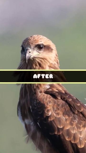 black kite on perch, #photography #kinemaster #lightroom #birdphotography