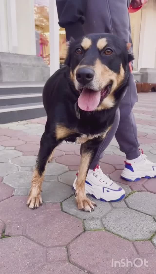 Добряк метис ротвейлера Мартин ищет семью❤️ 2 года, 30кг счастья