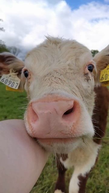 Whenever I go into the field, Sylvia walks over to me for scratches!