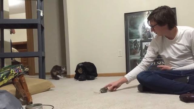 Devon's new place, and Freya the cat, she's a speedy little blur of fuzz and claws.  2017, 08, 04.