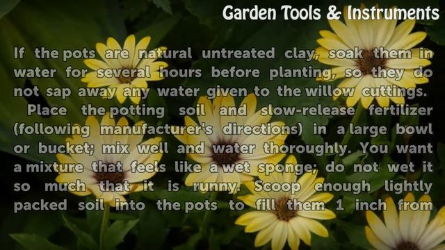 How to Start Curly Willow Branches