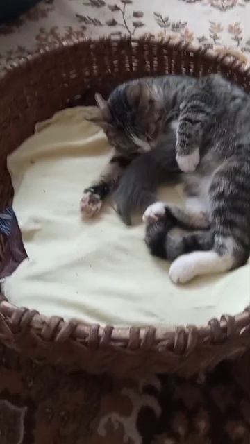Видео WhatsApp 2025-04-25 в 17.54.21_5b9457c1