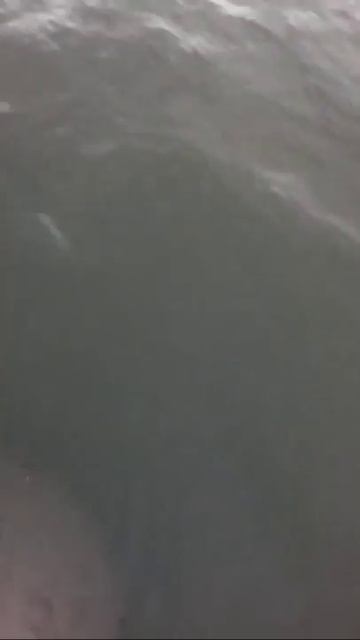 Dall’s Porpoises swimming all over