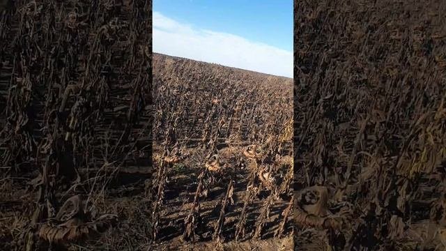 Современное выращивание подсолнечника