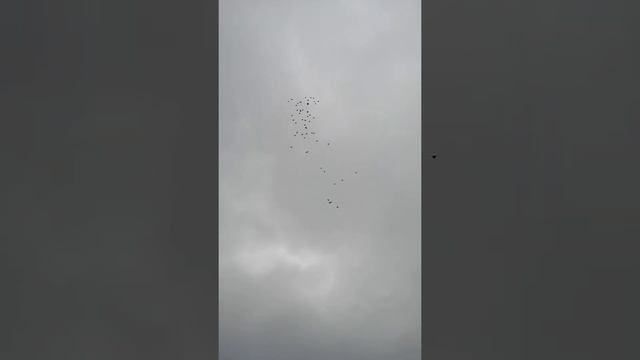 Голуби бабочка