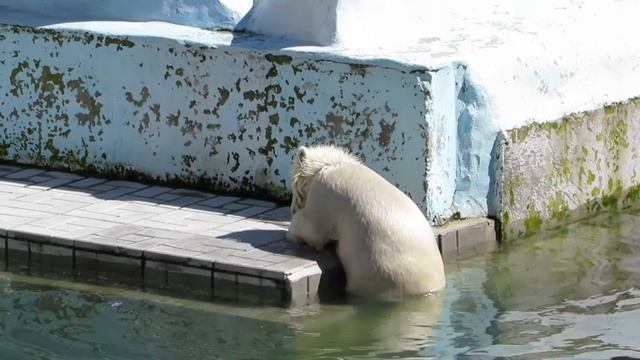 Медвежонок с добычей