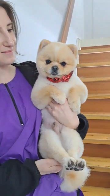 самый сладкий шпиц #dog #шпиц #груминг