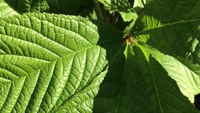 Rodgersia pinnata, Schaublatt
