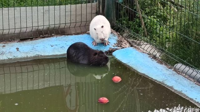 Наши новички🦦🍎🦦😍❤