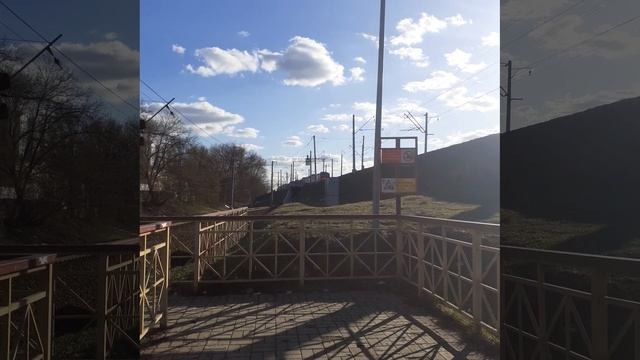рекс и ласточка