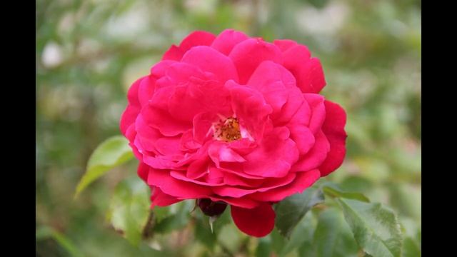 Happy 8th of March!!! 🌺 Hyvää Naistenpäivää!!! 🌷 С 8 Марта!!!