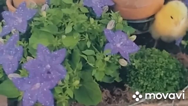 Стих.сердце которое верит.