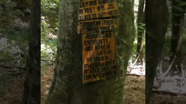 Огромнейшее буковое дерево в парке- заповеднике Витош  рядом с Софией! 🤔💪