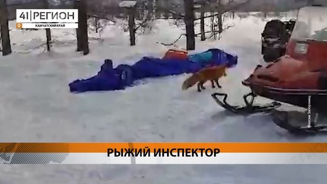 ЛИС ПОСЕЛИЛСЯ ВБЛИЗИ КОРДОНА КРОНОЦКОГО ЗАПОВЕДНИКА • НОВОСТИ КАМЧАТКИ