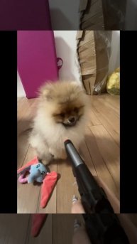 #рекомендации #шпиц