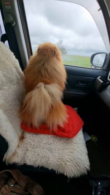 Он есть #dogs #pekingese #собака #spitz #шпиц #dogshow #pomeranian #пекинес #питомникшпица