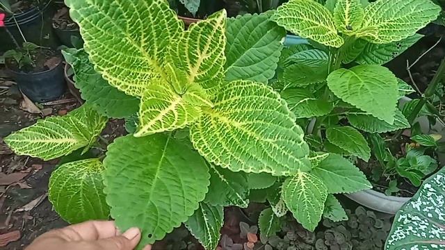Muitas MUDAS da FLOR TACCA CHANTRIERI +  lindas  FOLHAGENS