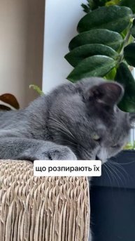 Чому котик точить кігті, коли бачить господаря? #saymeow #котики #кігтеточка