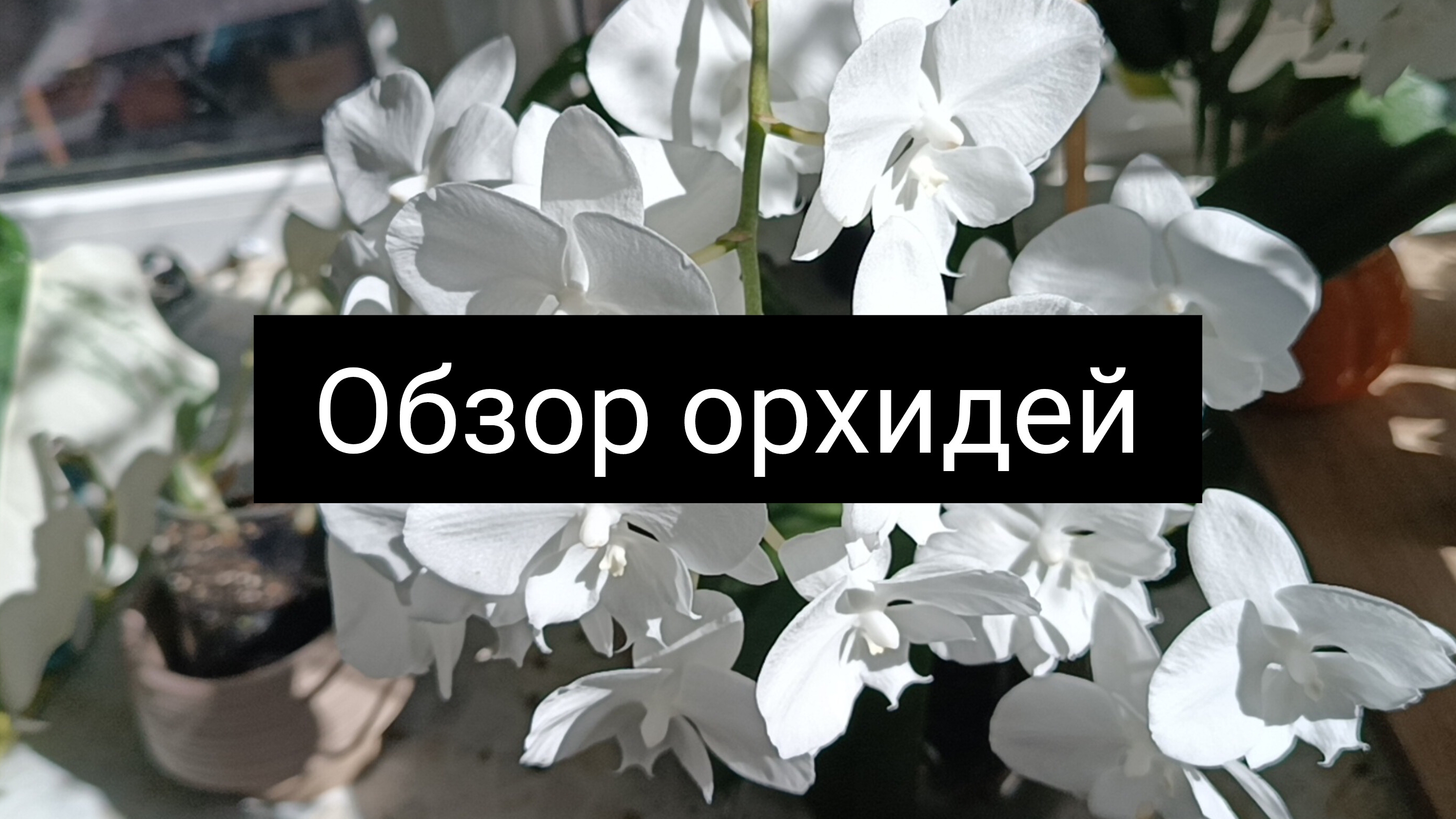 орхидеи