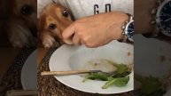Есть надо  из миски
