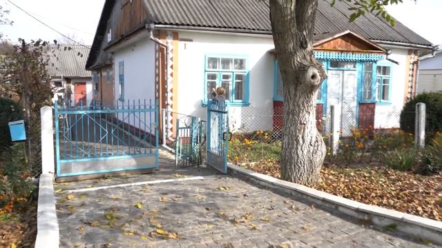 Сніг і хризонтеми