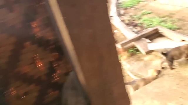 Батя сделал водоотведение | Мумаичка приготовила курочку с ананасом | Благоустраиваем наш участок