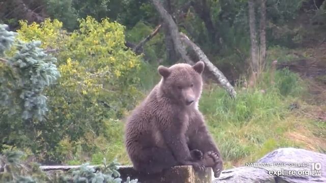 Медведи Катмай (Аляска) 2 часть - Katmai bears. Alaska. 2 part