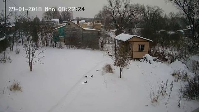 Cороки воруют сухой кошачий корм