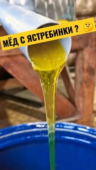 Откачиваем мёд с "осотовой пасеки". Но мед пчелы собрали не с него... а с чего? 🤔