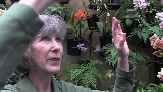Orchids Extravaganza at Longwood Gardens