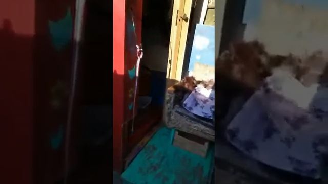 Сочинские котики радуются первому в их жизни снежку!