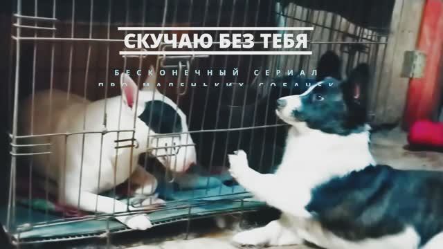 Шена зовет на прогулку