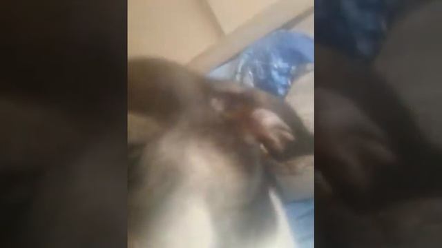 Рождение щенят крутых