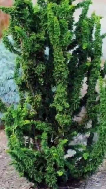 Анонс новинок!!! Криптомерия японская 'Dinger , кипарисовик Чиримен , криптомерия 'Green Pearl'