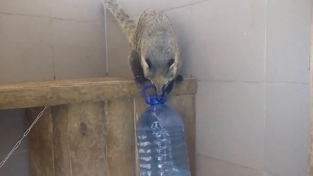 Носуха Волли увидела бутыль