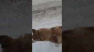 Потерялся барбос возле госпиталя Вишневского