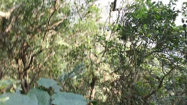 Victoria Peak Nature Walk / Единение с Природой на Пике Виктория (Гонконг)