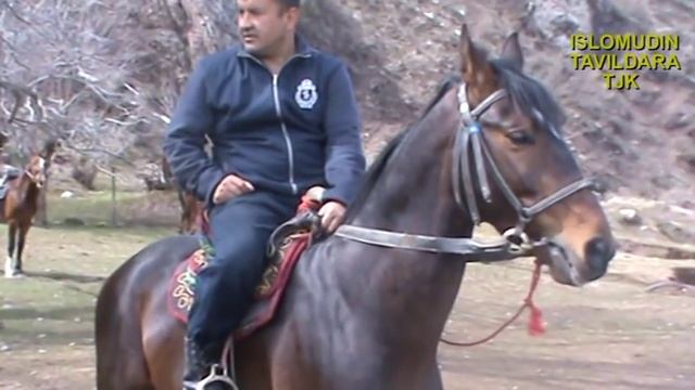 ТАВИЛДАРА: МУСОБИКАИ БУЗКАШИ  (ХОЧИ-АМРИДДИН) КИСМИ 1