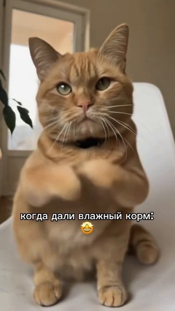 А ваш котик танцует?