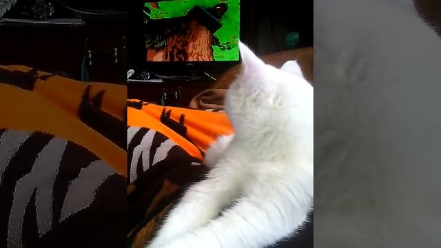 моя кошка снежка мультик смотрит