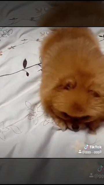 шпиц,продажа,Nev Lemar Spitz GermanToy/Pomeranian ,таким будет ваш щенок#Pomeranian#puppies#Dogs#sp