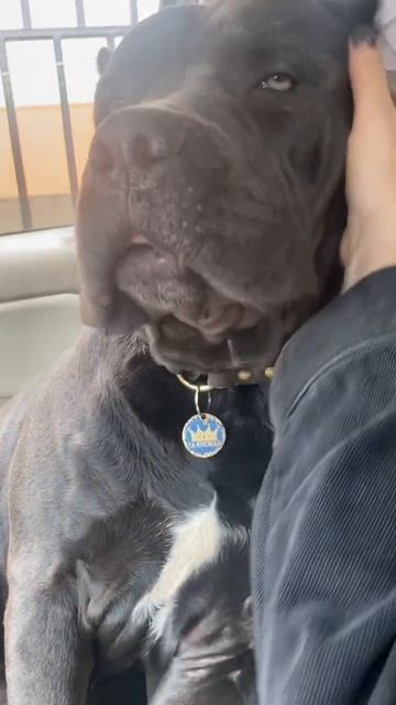 В 3 часа забрали Дэна из школы и дрыхнут серые целый день 🥰#tttt #cane #canecorso