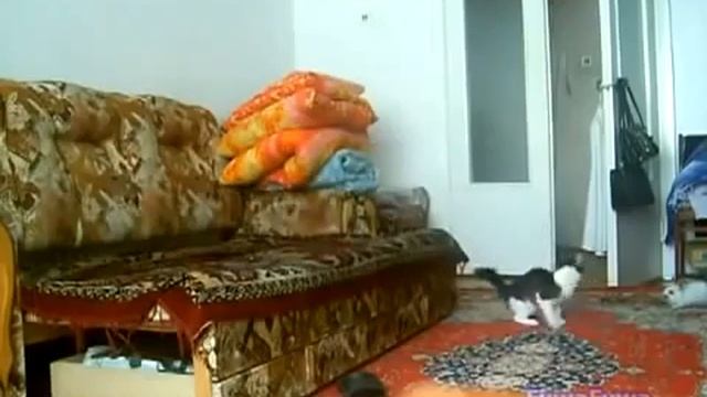Тигр и кролик