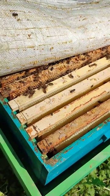 Пчелы переработали вскрытый мёд из рамок
