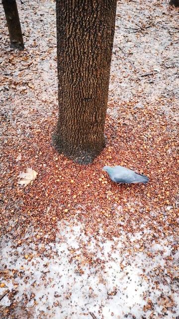 Когда под кормушкой растаял снег 😱 Snow melted under a squirrel feeder