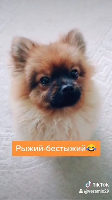 Звезда в шоке😂так он реагирует когда его ругают😁я здесь не причём 😇😇😇