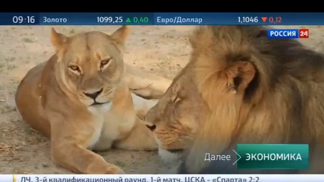 Новости мира Судят Американца застрелившего льва из заповедника