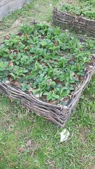 Дачные дела