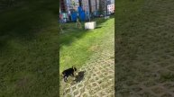 С собакой нужно гулять только так