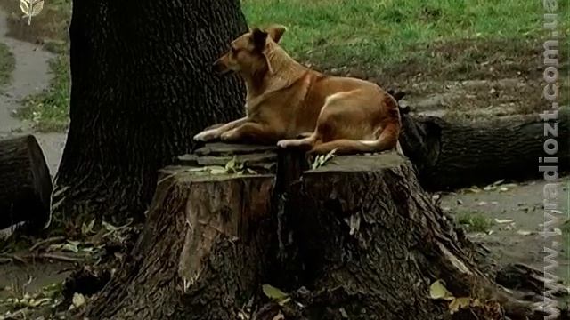 ЖОДТРК. Новини. Чи бути притулку для тварин?
